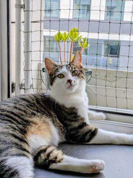 Adopter Iris et hermes