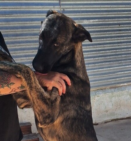 Adopter Esmeralda