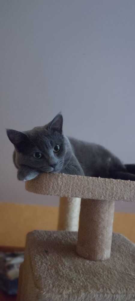 Adopter Aegir 