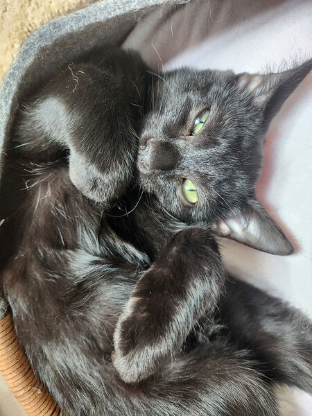 Adopter Joya