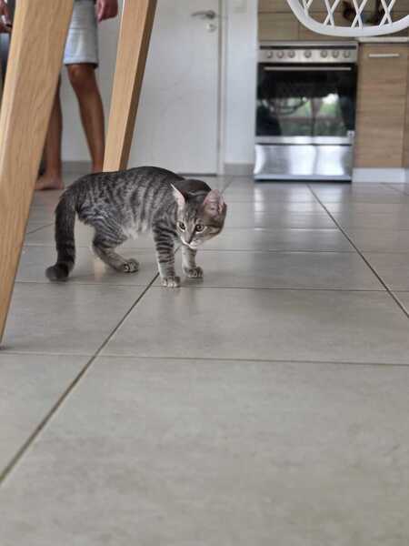 Adopter Ivar