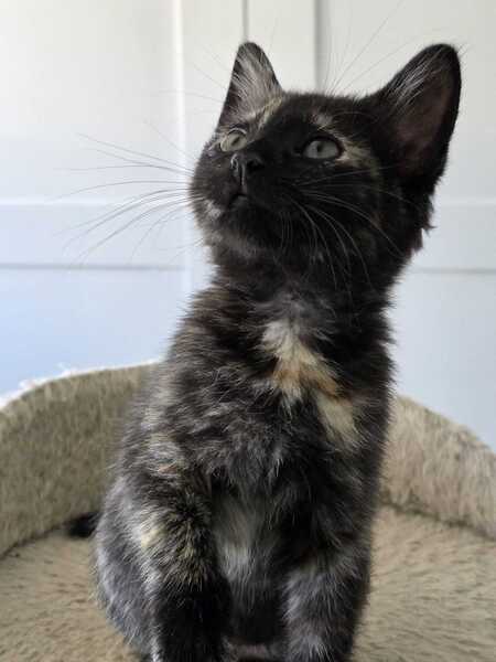 Adopter Moon