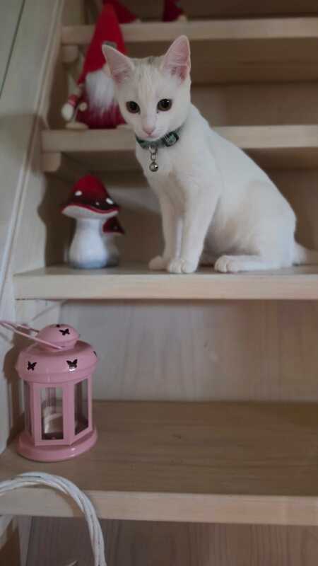 Adopter Lina