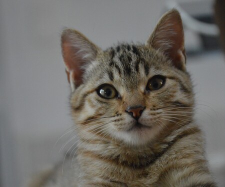 Adopter Nami
