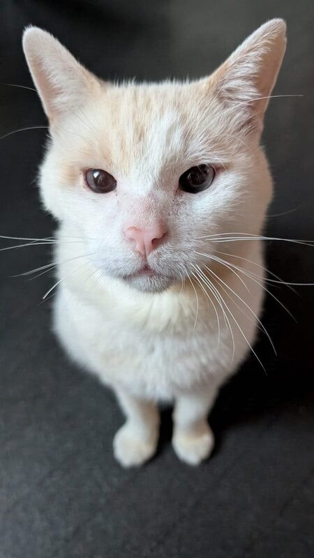 Adopter O’Malley
