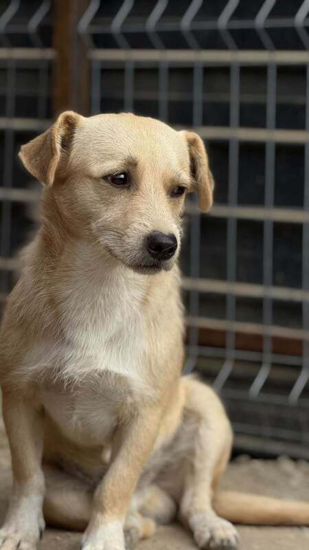 Adopter Zola