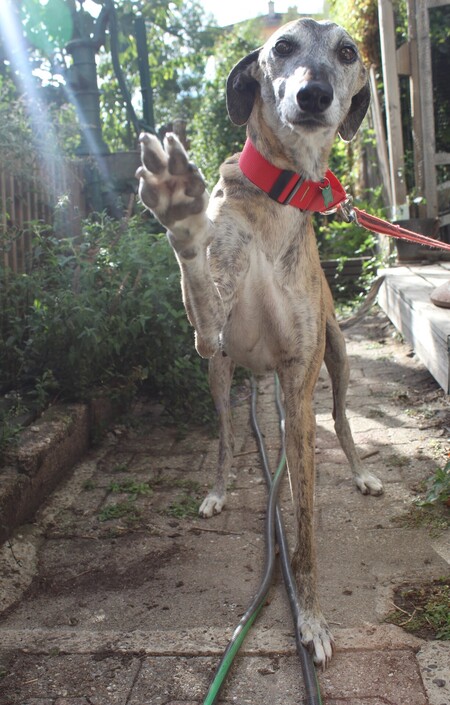 Adopter Chapu