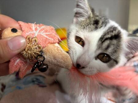 Adopter Jessy