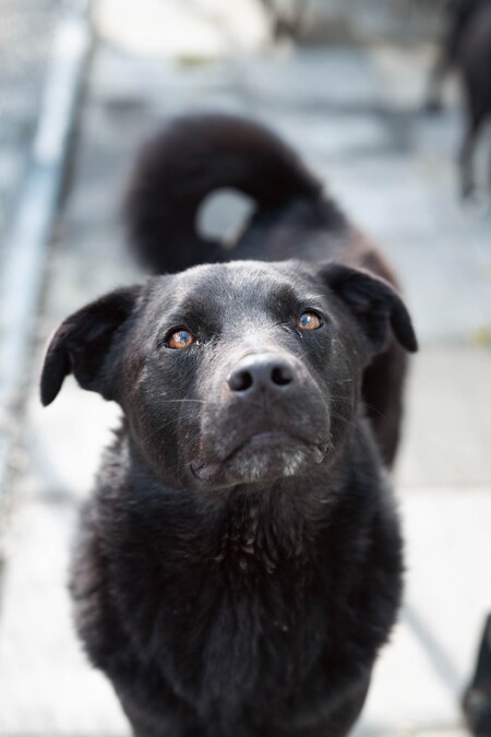 Adopter Raven