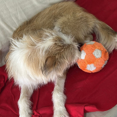Adopter Shirley
