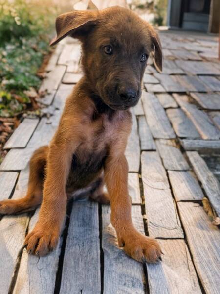 Adopter Poxy