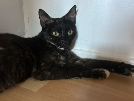 Adopter Amarice