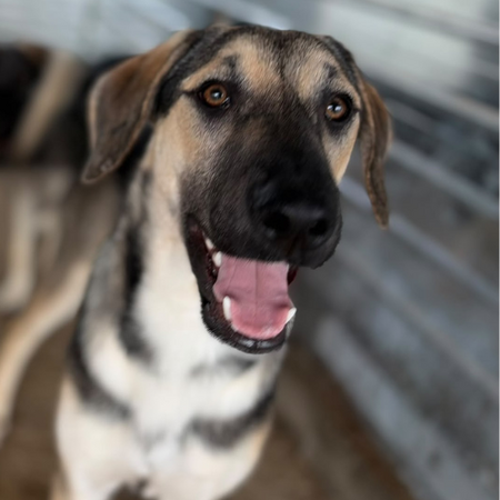 Adopter Herman