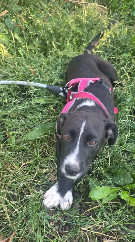 Adopter Charu