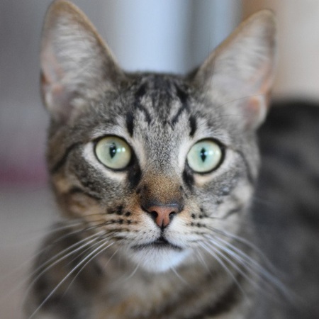 Adopter Wess