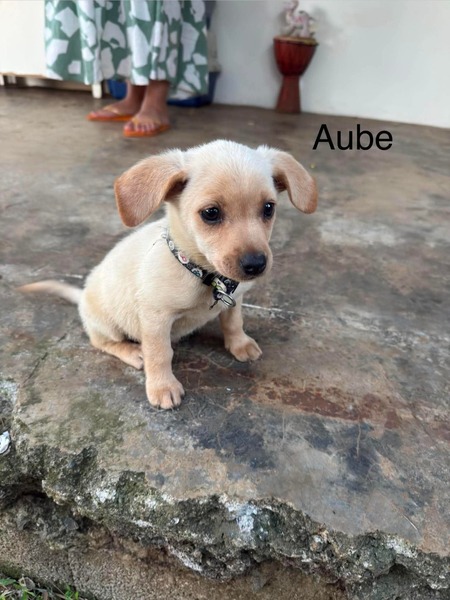 Adopter Aube