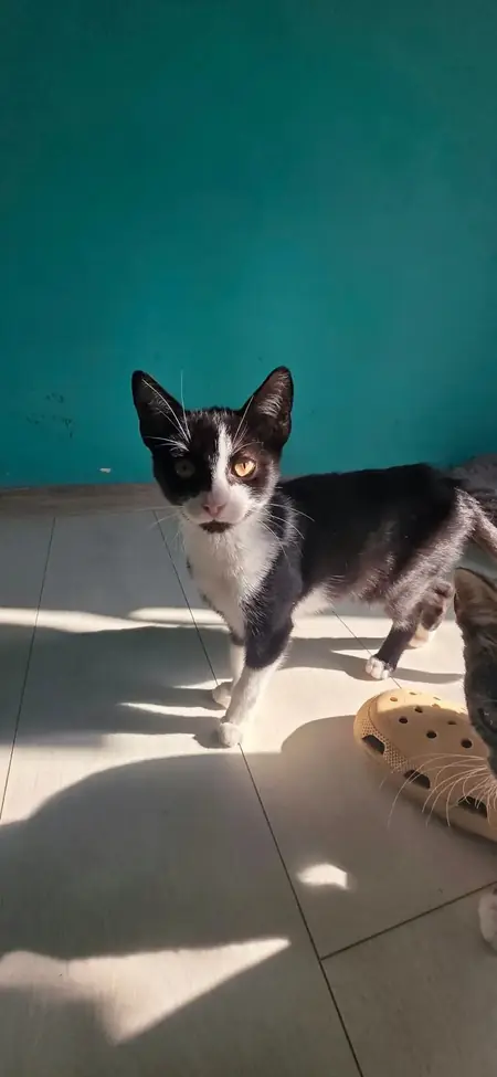 Adopter Fuji