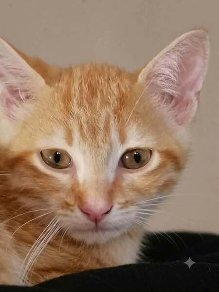 Adopter Ben