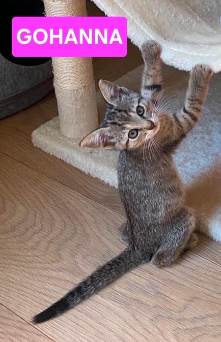 Adopter GOHANNA