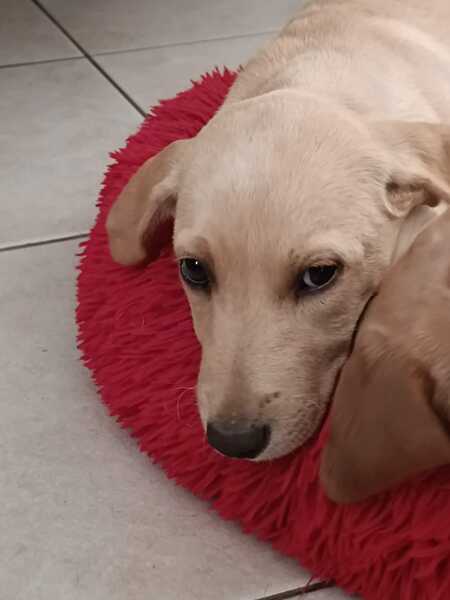 Adopter Bouba