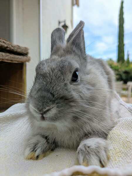 Adopter Tedddy