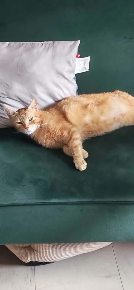 Adopter BRIOCHE