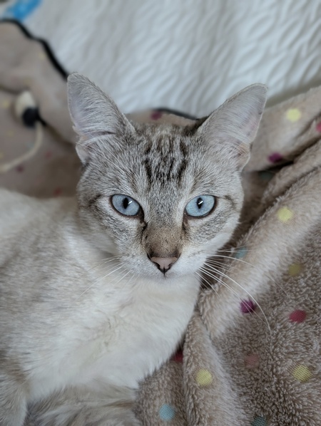 Adopter Bob