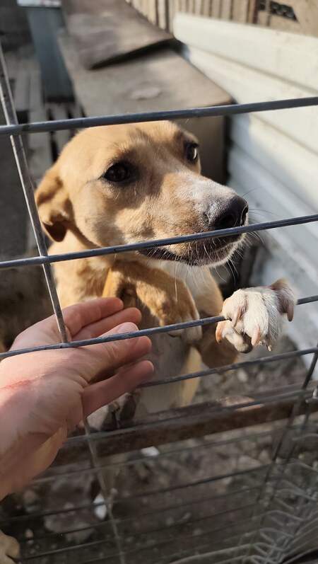 Adopter Noro