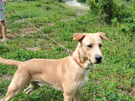 Adopter Kiko