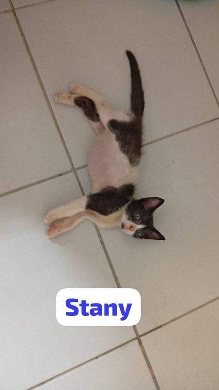Adopter Stany