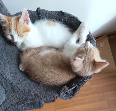 Adopter Héros