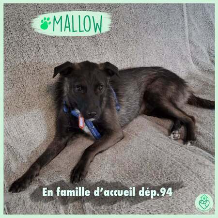 Adopter Mallow