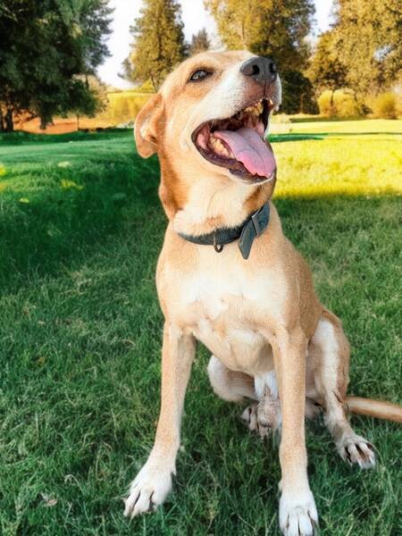 Adopter Zouzou
