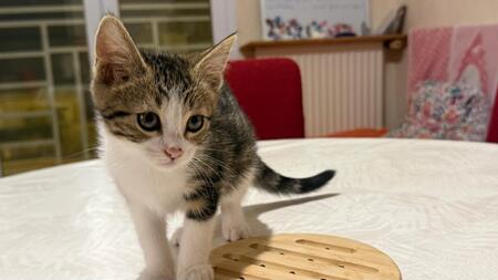 Adopter Romane