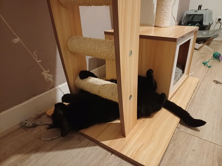 Adopter Mysticat