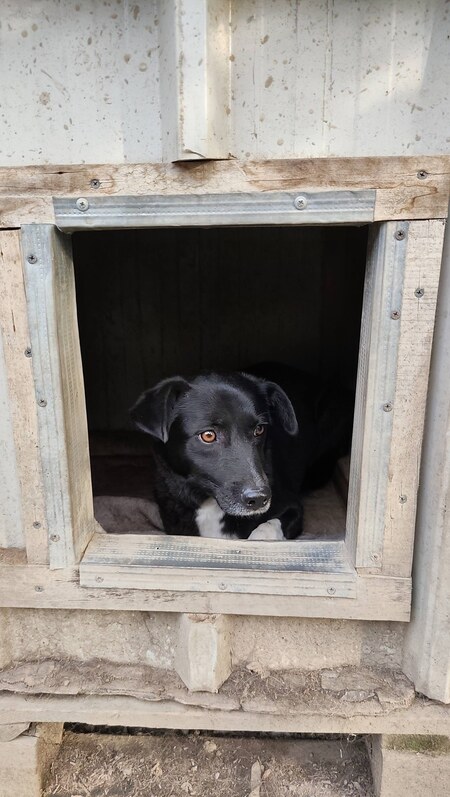 Adopter Deea