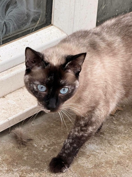 Adopter LYNN