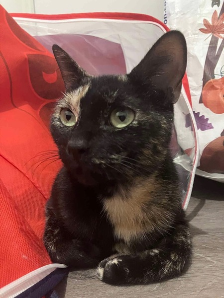 Adopter Babette