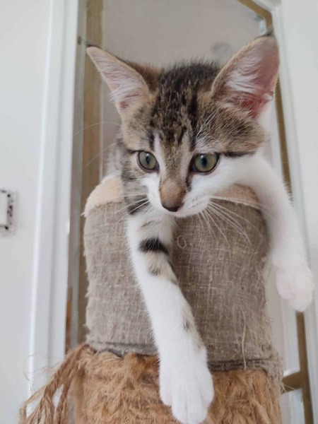 Adopter Blouma