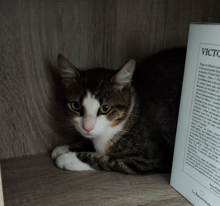 Adopter Zorro