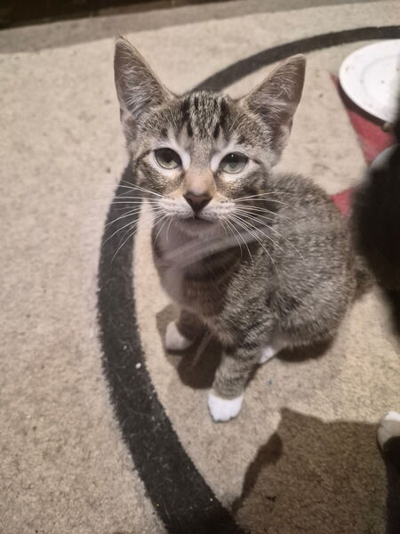 Adopter STRIPE ET DOT