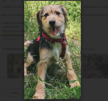 Adopter ROMEO, à adopter!!