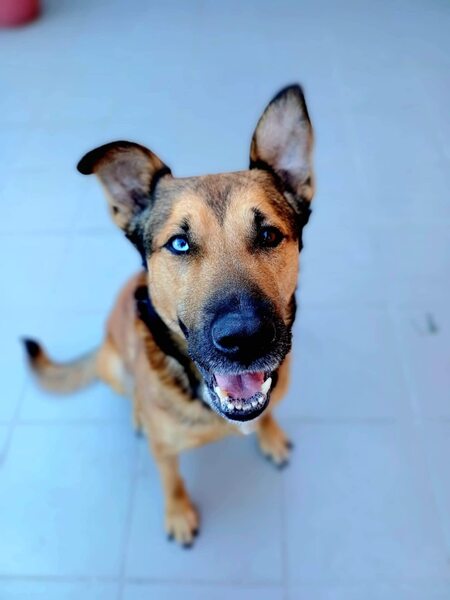 Adopter Saïko