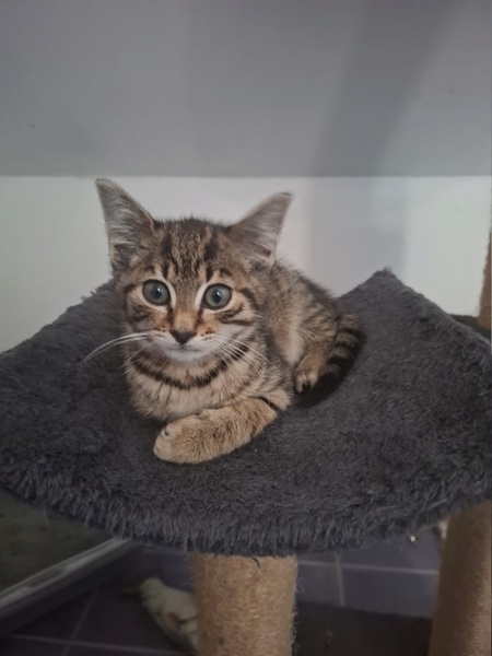 Adopter Bourik