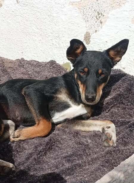 Adopter Yoko