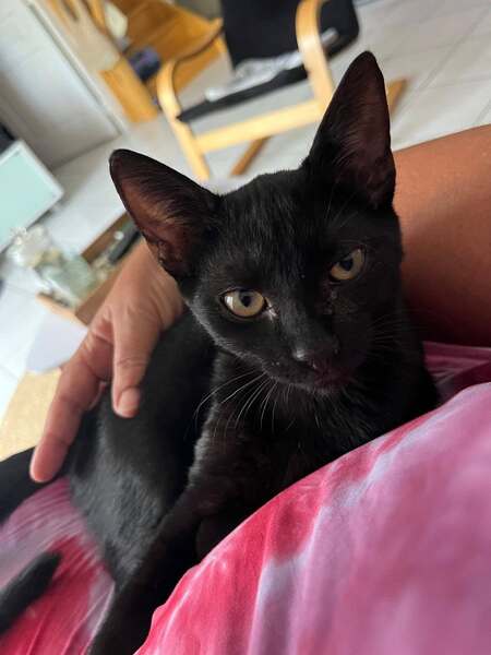 Adopter Neela