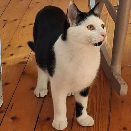 Adopter Cuba 