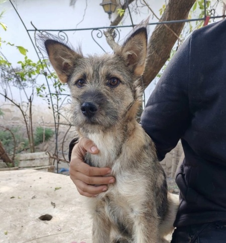 Adopter Tiska