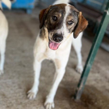 Adopter Lila
