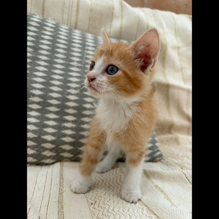 Adopter Alfa